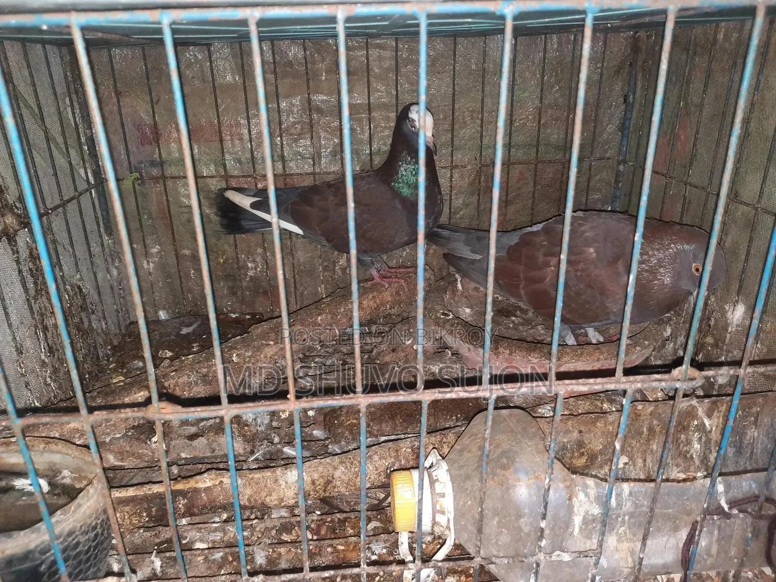 Golla Pigeon