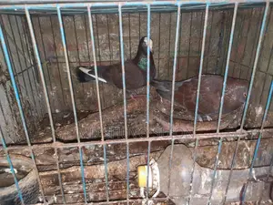 Golla Pigeon