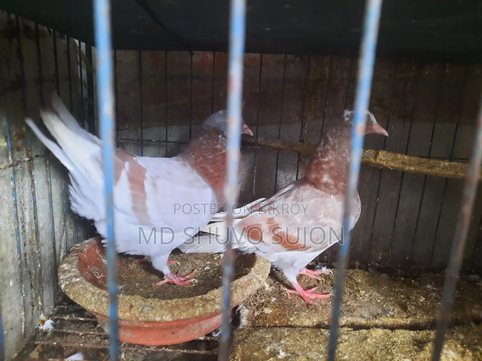 Golla Pigeon