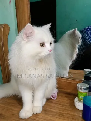 6-12 Months Male Purebred Persian Cat