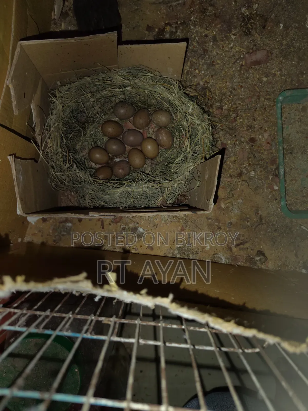 Classic King Quail Eggs