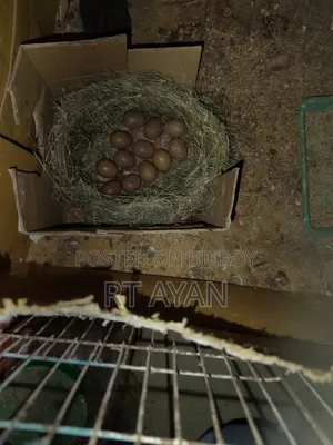 Classic King Quail Eggs