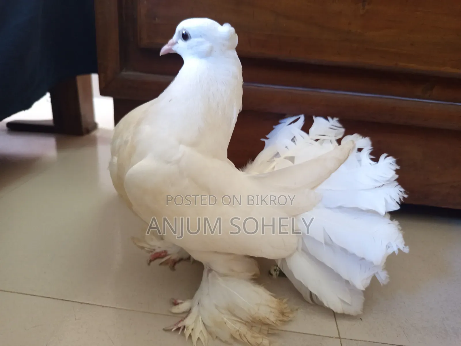 আড়াই মাসের লক্ষা কবুতর বিক্রি হবে