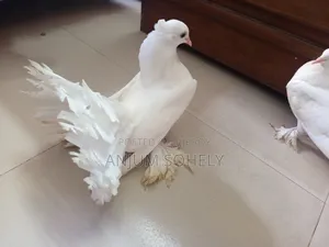 আড়াই মাসের লক্ষা কবুতর বিক্রি হবে