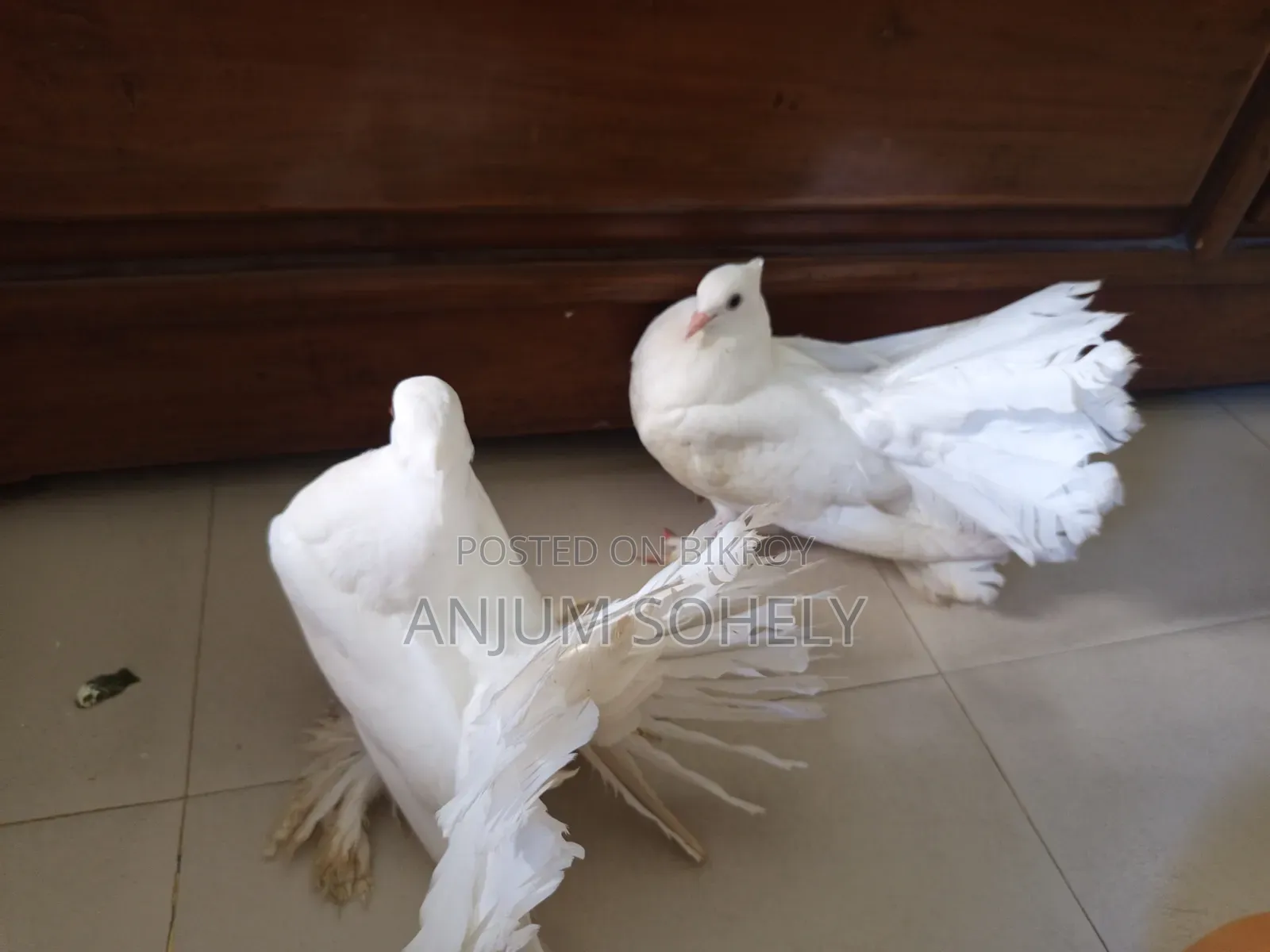 আড়াই মাসের লক্ষা কবুতর বিক্রি হবে