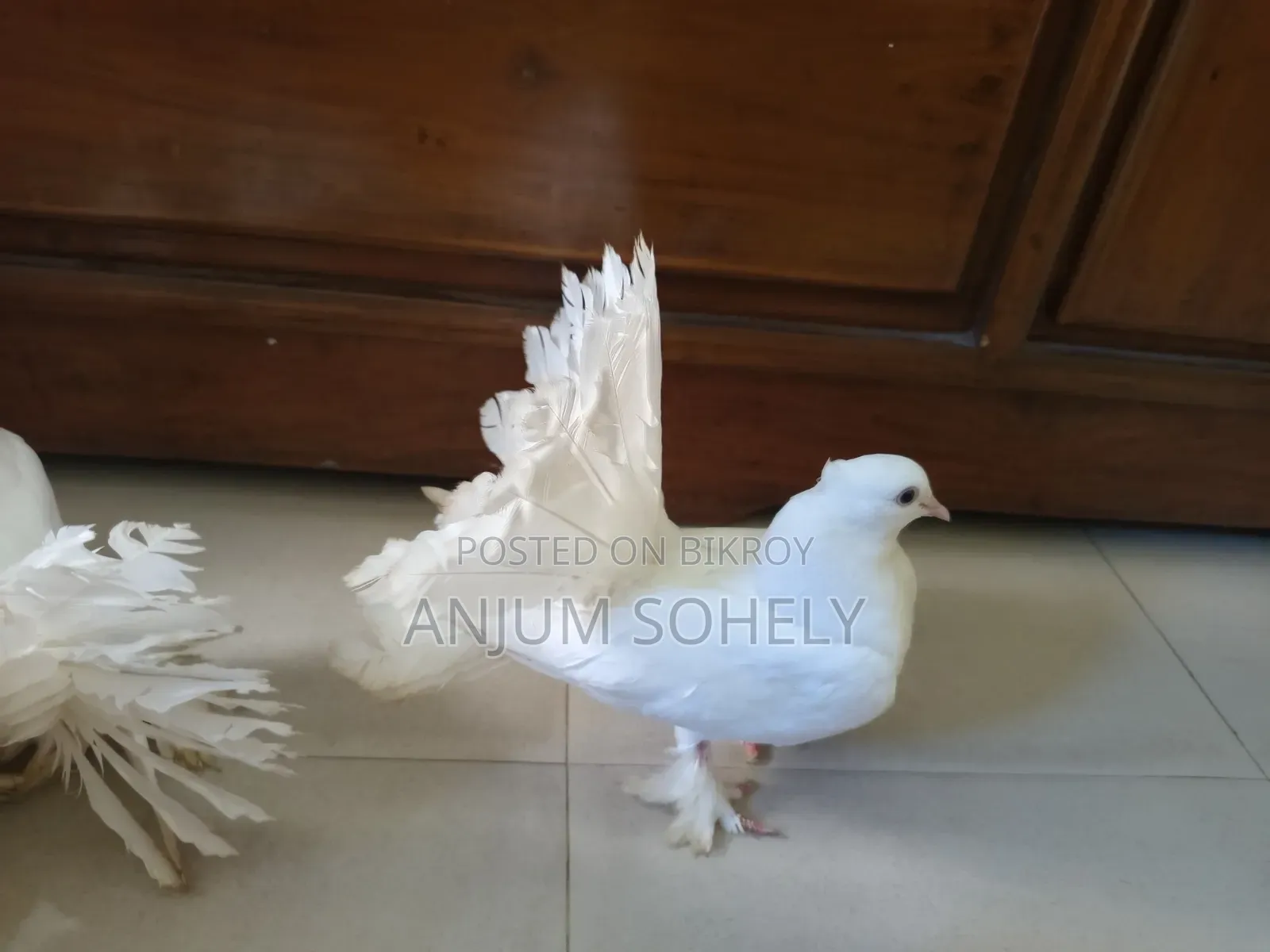 আড়াই মাসের লক্ষা কবুতর বিক্রি হবে