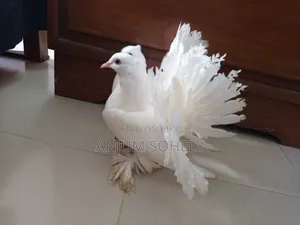 আড়াই মাসের লক্ষা কবুতর বিক্রি হবে