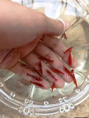 লাল চিংড়ি