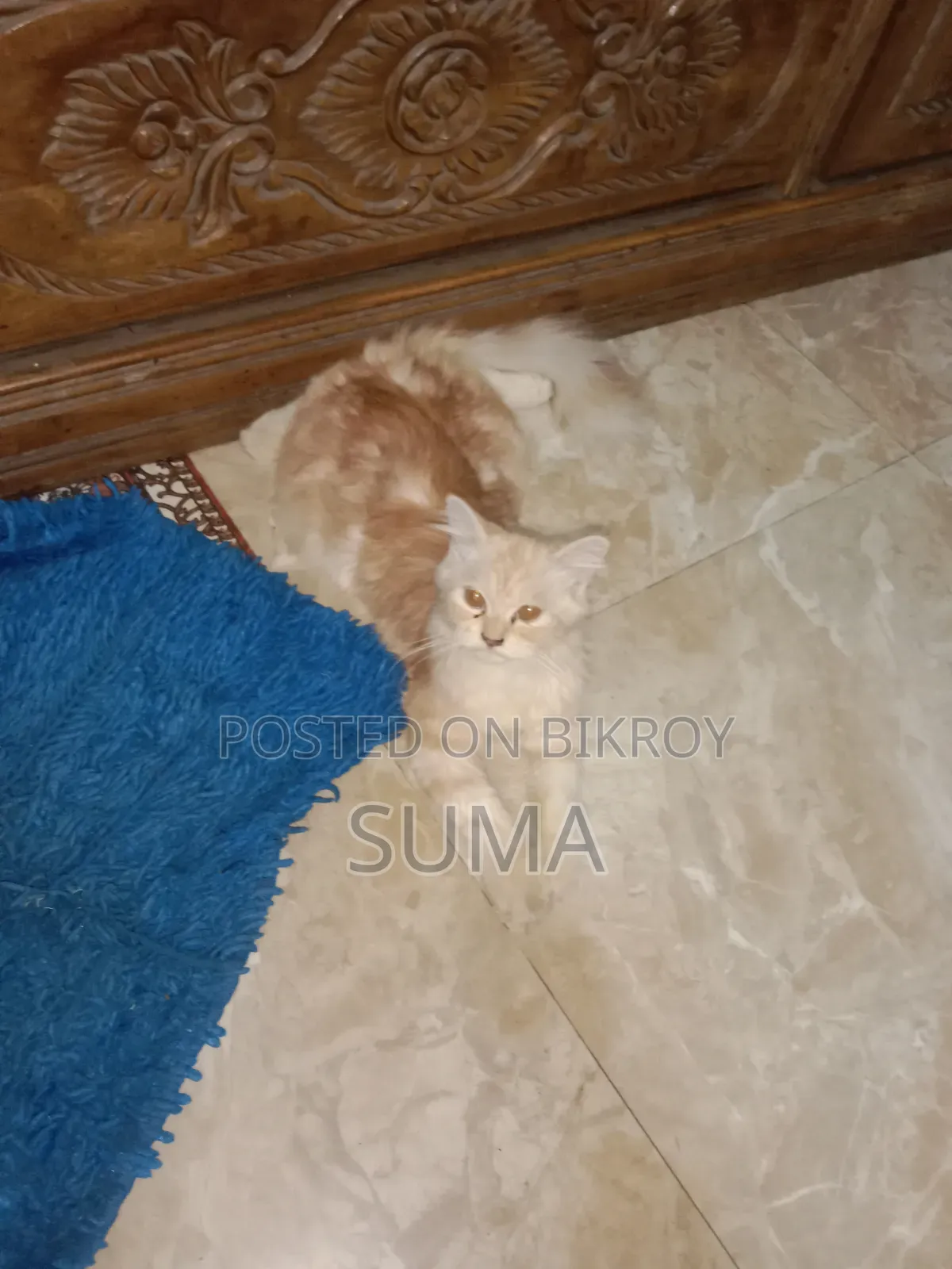 3-6 Months Female Purebred Persian