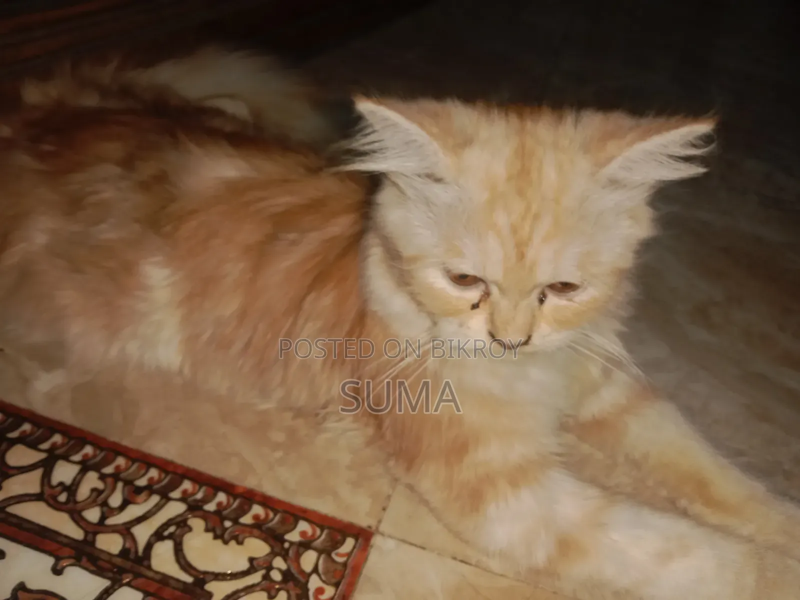 3-6 Months Female Purebred Persian