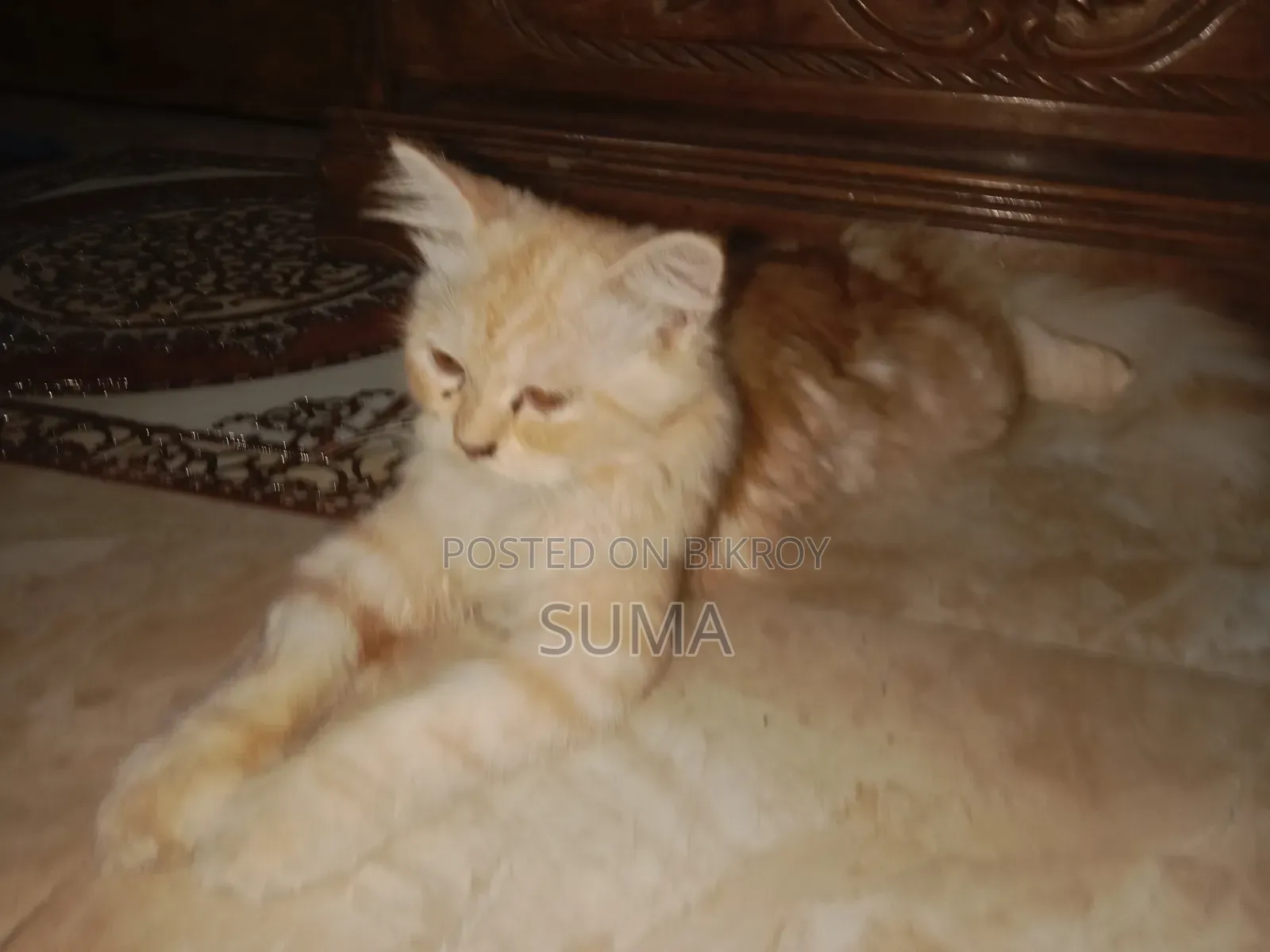 3-6 Months Female Purebred Persian
