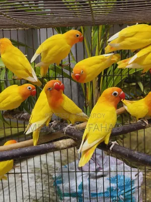 লাভবার্ডস পাখি
