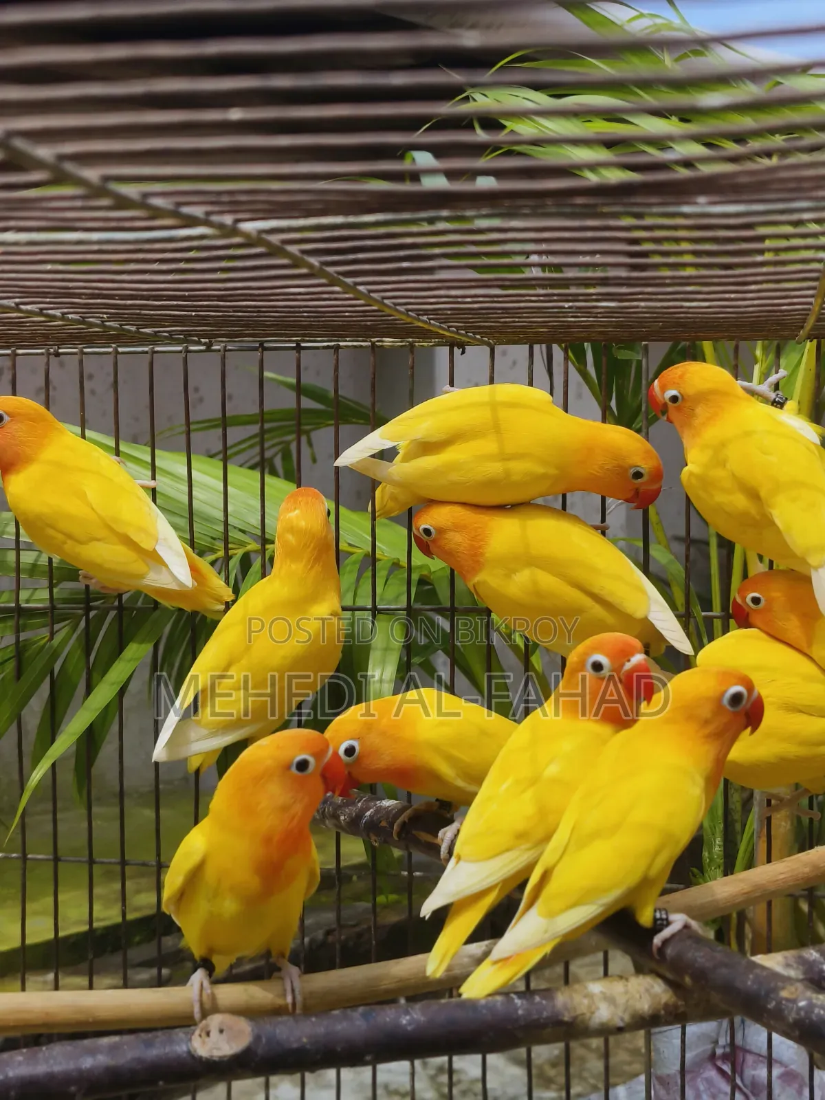 লাভবার্ডস পাখি