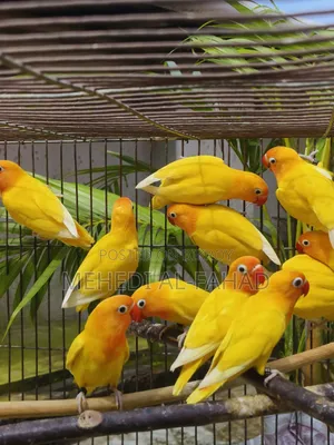 লাভবার্ডস পাখি