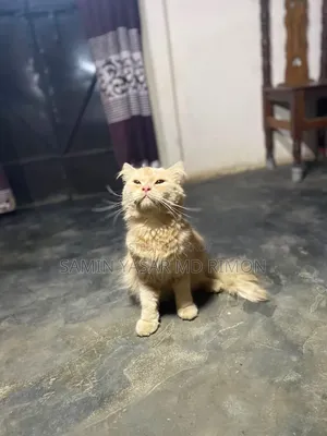 6-12 Months Male Purebred Persian