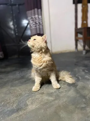 6-12 Months Male Purebred Persian
