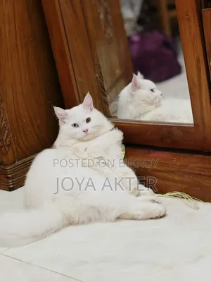 6-12 months Male Purebred Persian