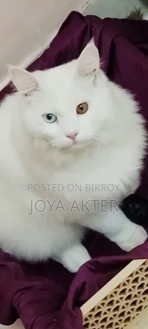 6-12 months Male Purebred Persian