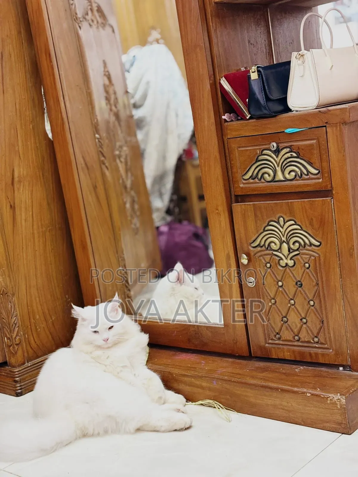 6-12 months Male Purebred Persian