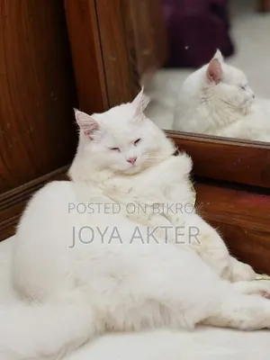 6-12 months Male Purebred Persian