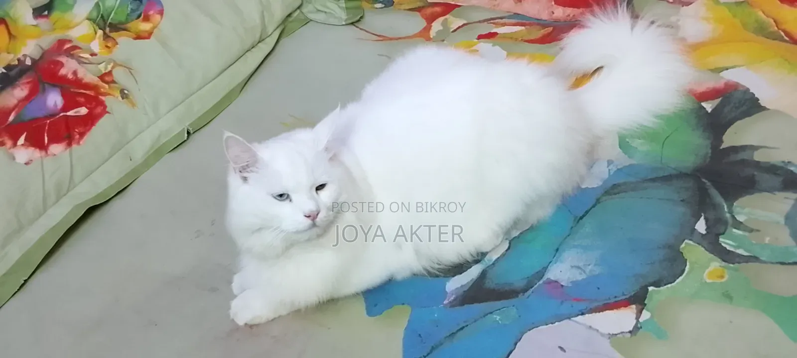 6-12 months Male Purebred Persian