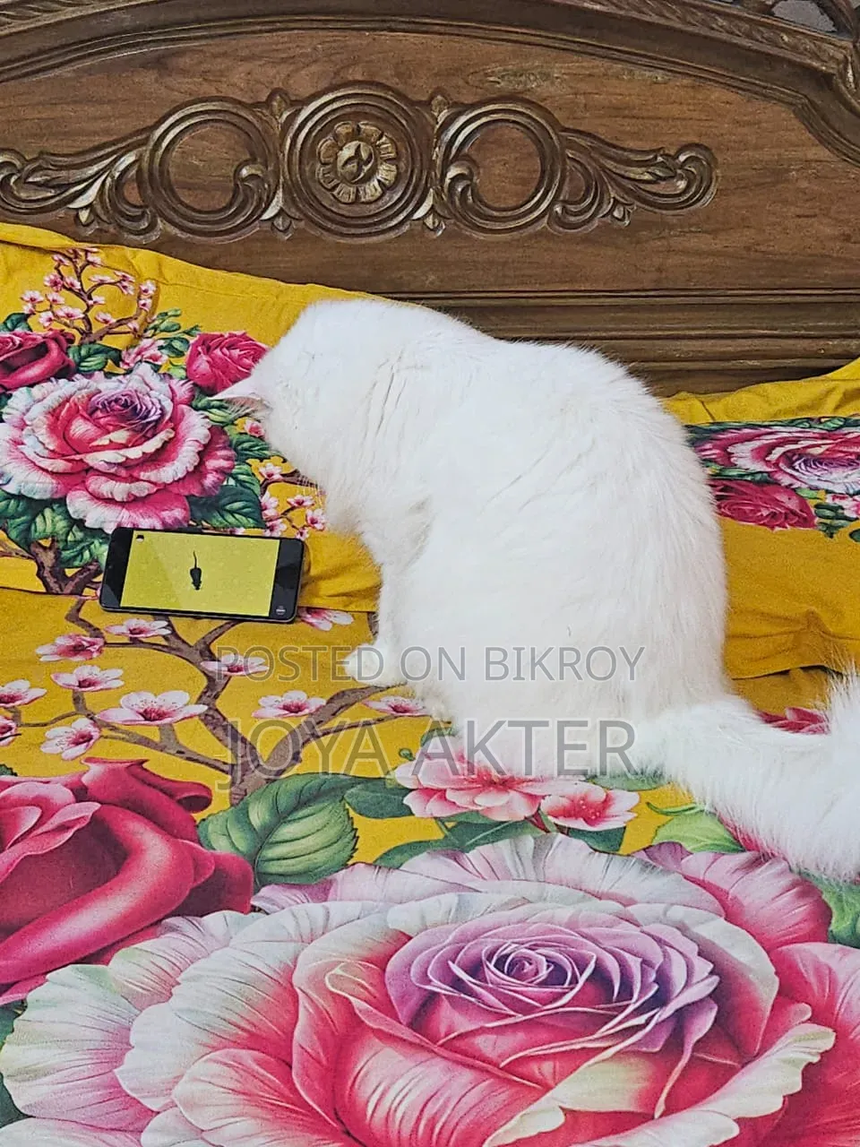 6-12 months Male Purebred Persian