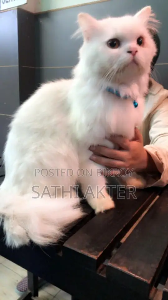 1+ Year Male Purebred Persian