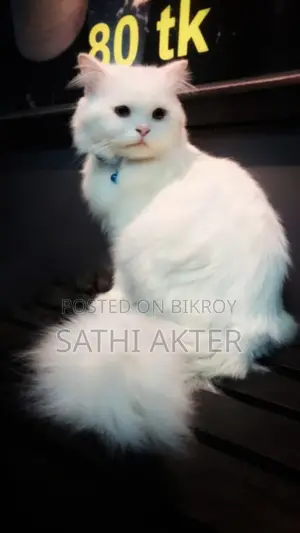 1+ Year Male Purebred Persian