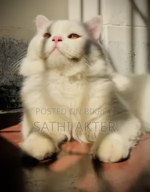 1+ Year Male Purebred Persian