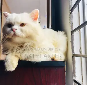 1+ Year Male Purebred Persian