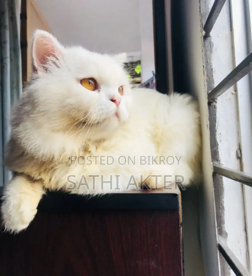 1+ Year Male Purebred Persian