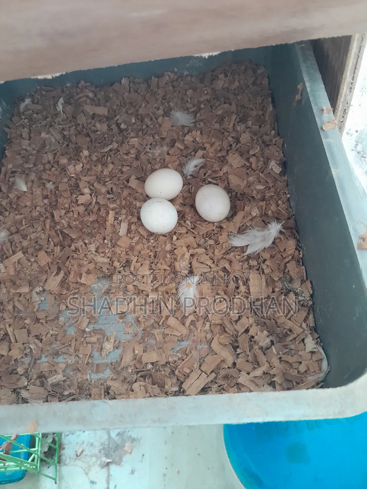 ককাটেল পাখি তিনটি ডিম সহ