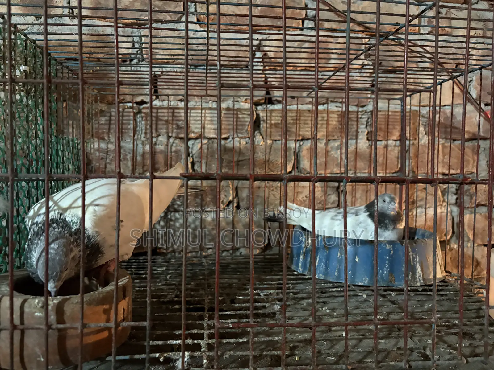 One pair of good quality running pigeons