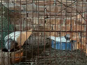 One pair of good quality running pigeons