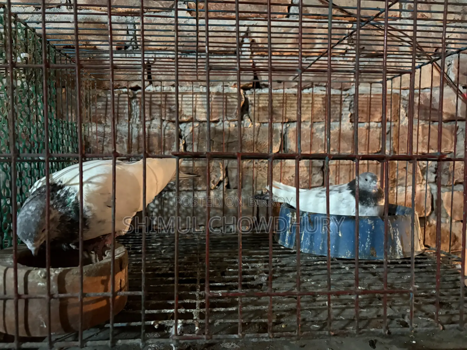 One pair of good quality running pigeons