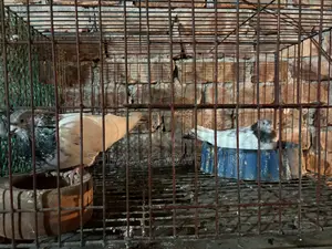 One pair of good quality running pigeons