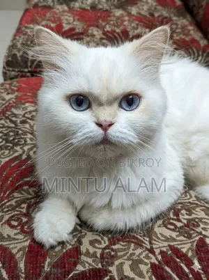 1-3 Months Female Purebred Persian