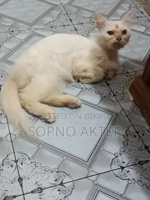 6-12 Months Female Mixed Breed Persian