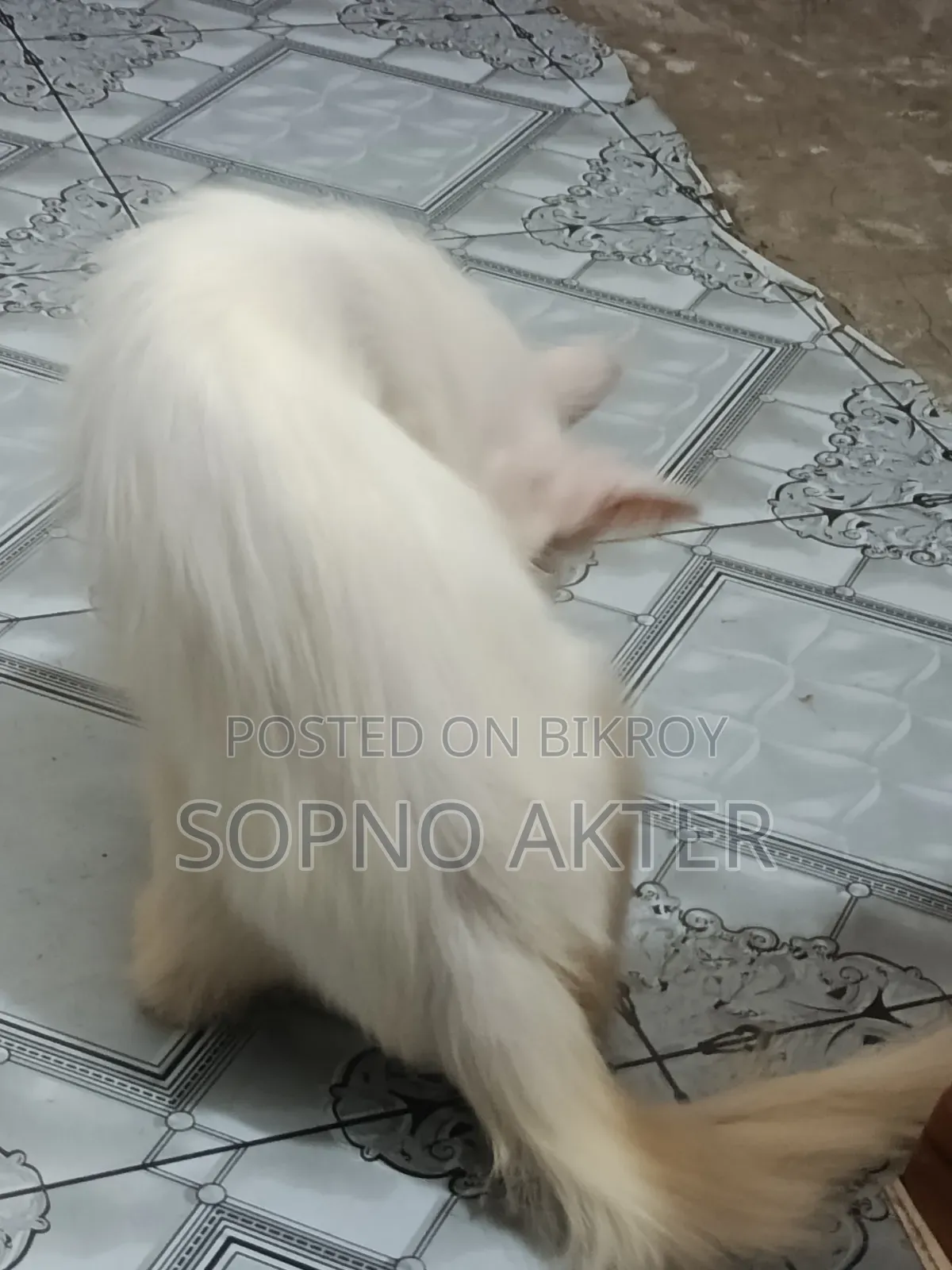 6-12 Months Female Mixed Breed Persian