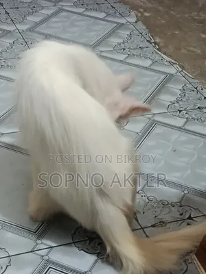 6-12 Months Female Mixed Breed Persian