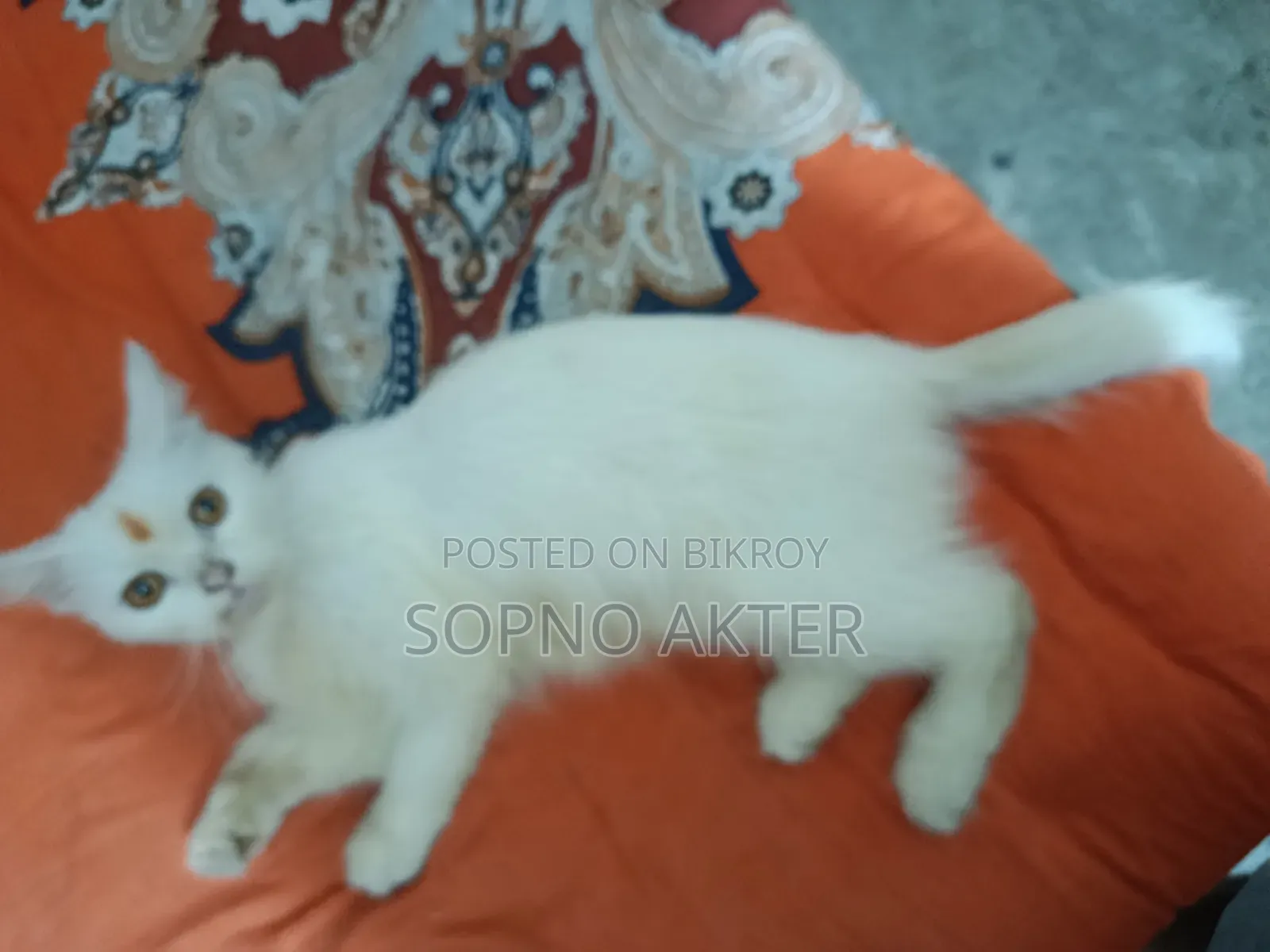 6-12 Months Female Mixed Breed Persian