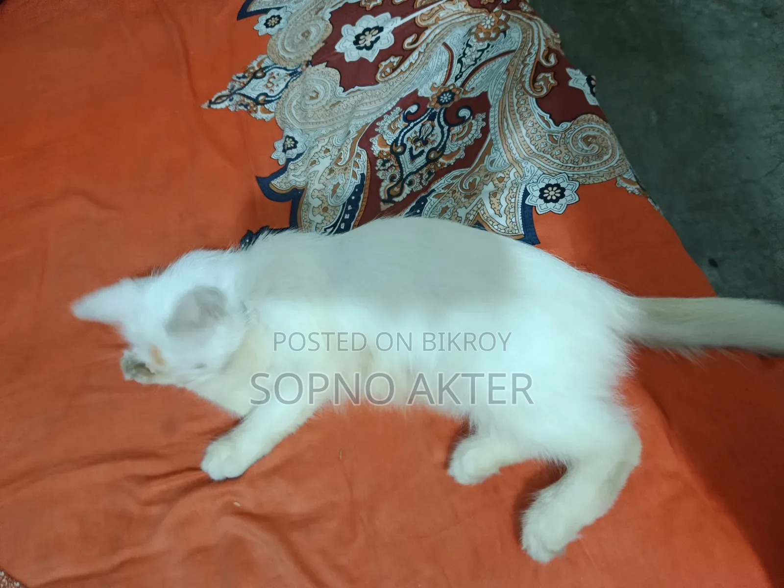 6-12 Months Female Mixed Breed Persian