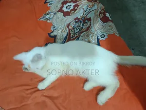 6-12 Months Female Mixed Breed Persian