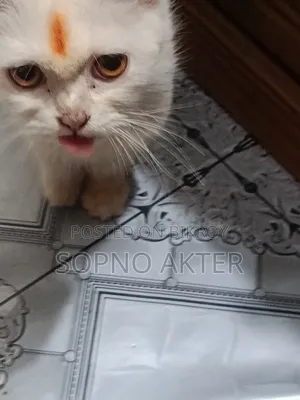 6-12 Months Female Mixed Breed Persian