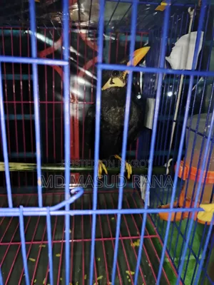 পাহাড়ী পাখি