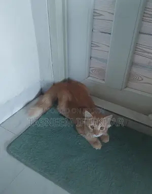 ৩-৬ মাসের নর মিশ্র জাতের বিড়াল