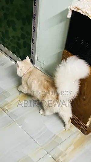 6-12 Months Male Purebred Persian
