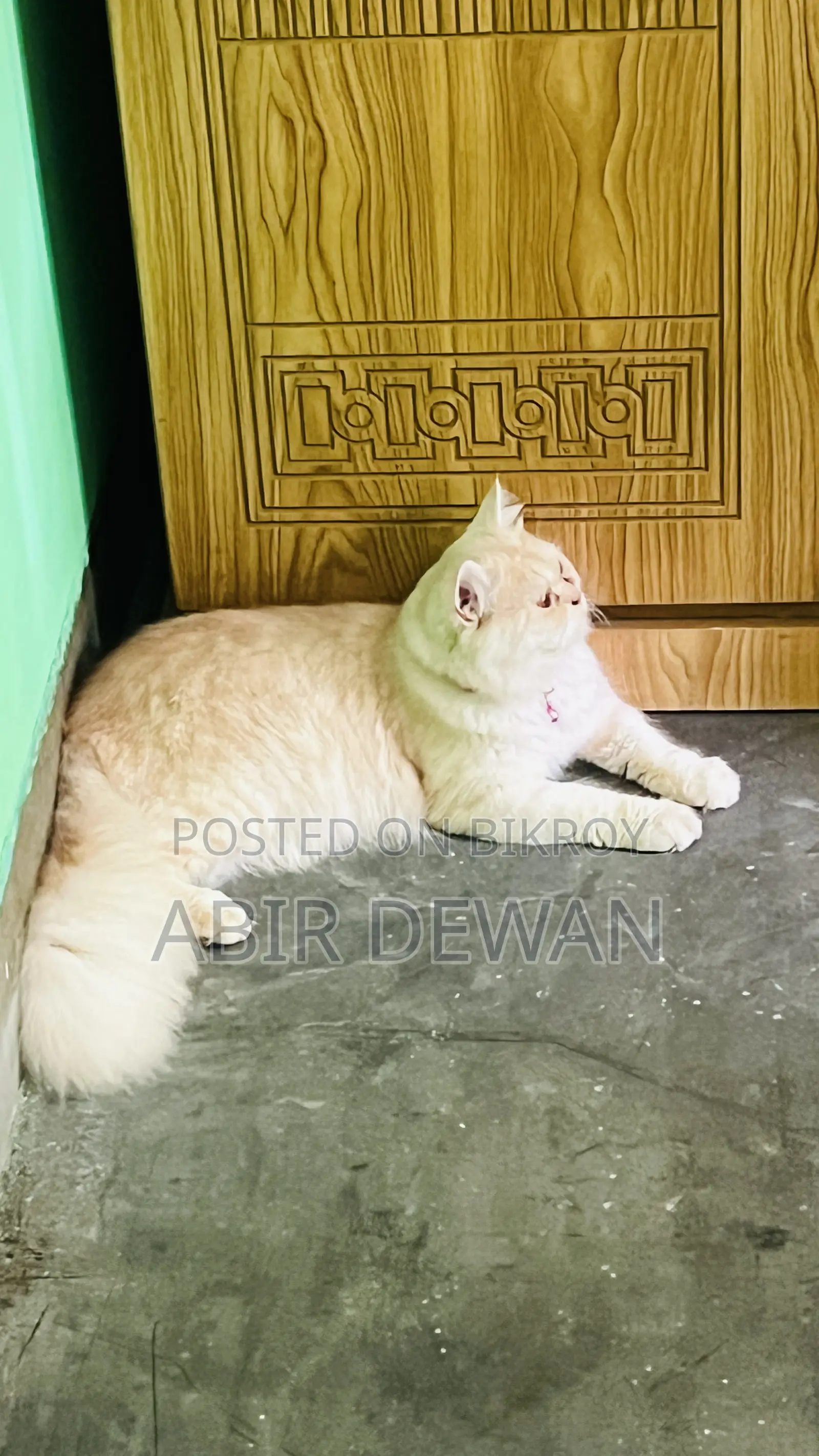 6-12 Months Male Purebred Persian