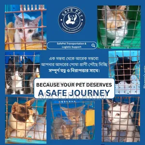 ১+ বছরের পুরুষ মিশ্র জাতের পার্সিয়ান