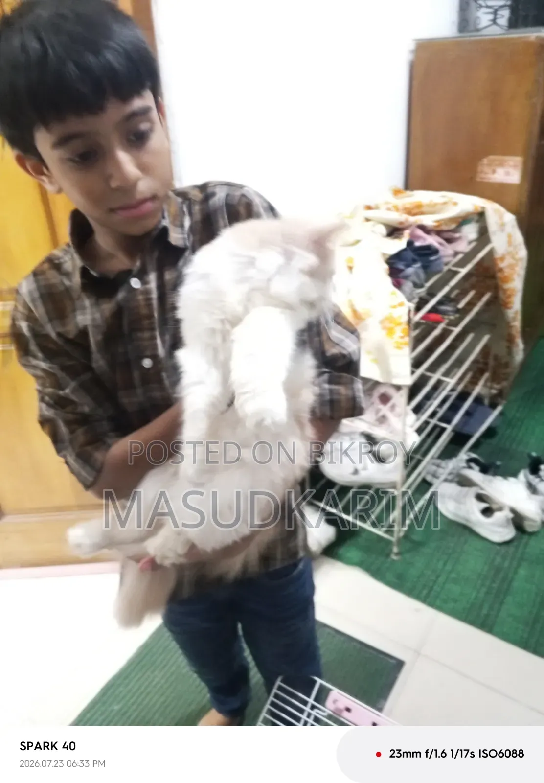 ১+ বছরের পুরুষ মিশ্র জাতের পার্সিয়ান